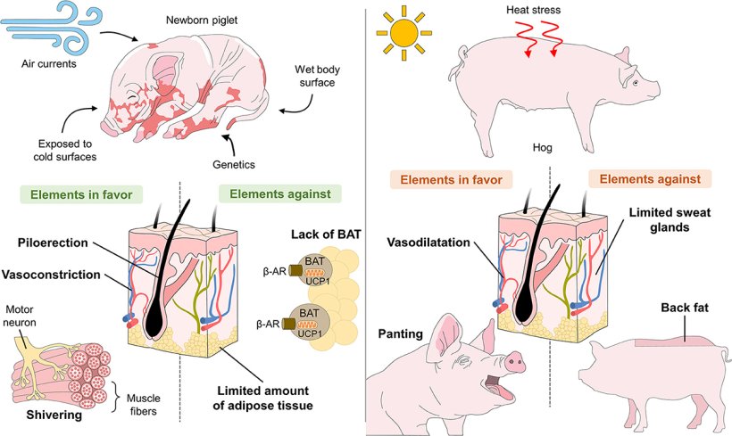 Figura 2. Problemi anatomo-fisiologici dei suinetti legati all'ipotermia e dei suini legati all'ipertermia.