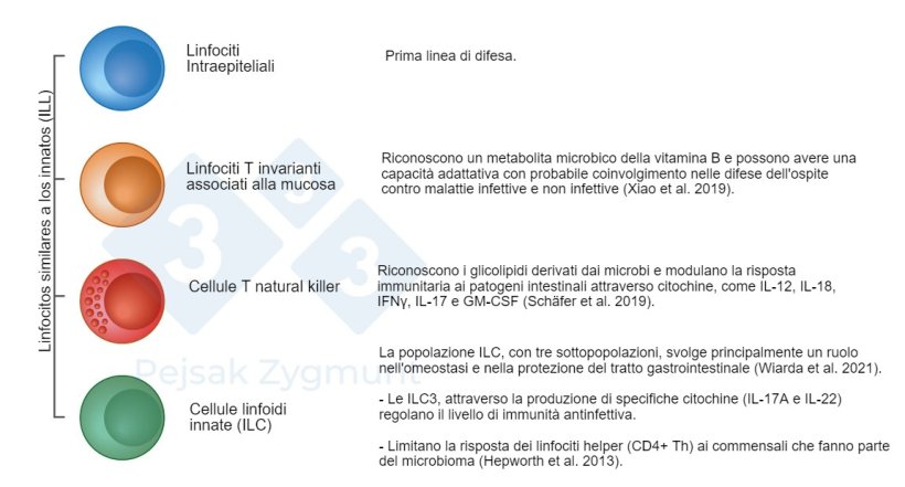 Figura 2. Tra i GALT possiamo distinguere alcune popolazioni fondamentali: I linfociti Innate-like (ILL) sono localizzati nell'intestino tenue e, in misura minore, nell'intestino crasso, svolgono un ruolo importante come la produzione di citochine, molecole citotossiche e peptidi antimicrobici (Hepworth et al., 2013; Sch&auml;fer et al., 2019; Wiarda et al., 2020; Wiarda et al., 2021; Xiao et al., 2019).
