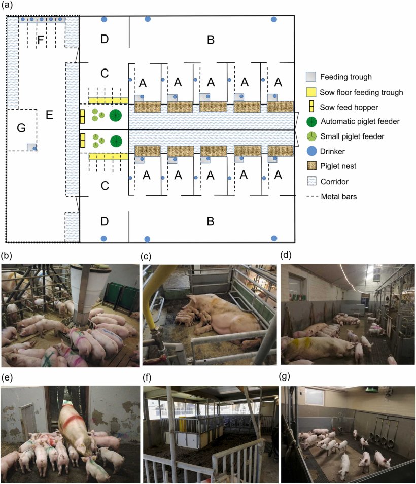 Fig. 1. (a) Layout del sistema di allattamento multiplo (MS) per scrofe e suinetti composto da due unit&agrave; MS e un'area di allattamento intermittente (IS). Ogni unit&agrave; MS conteneva 5 recinti da parto con nidi per maialini (A), un'area SM comune che comprendeva un'area di riposo (B), un'area di alimentazione (C) e un'area  sporca (D). In ogni recinto da parto c'era un nido riscaldato per i suinetti, una mangiatoia con abbeveratoio per le scrofe e un abbeveratoio per i suinetti. Per scrofe e maialini erano disponibili due abbeveratoi extra nella zona di riposo e un abbeveratoio nell'area  sporca. L'area di alimentazione conteneva cinque mangiatoie per le scrofe e un'area circostante accessibile solo ai suinetti. Nelle cinque mangiatoie era presente una mangiatoia in acciaio inox a pavimento con cinque mangiatoie, separate da sbarre metalliche orizzontali, accessibile sia alle scrofe che ai suinetti. Nell'area circostante c'erano tre piccole mangiatoie rotonde (diametro: 28 cm) (utilizzate fino al giorno 35 p.p.), una mangiatoia automatica per suinetti controllata da sensori contenente dieci posti di alimentazione (Rondomat, Fancom B.V., Paesi Bassi) (utilizzata dal giorno 28 p.p.) e due tramogge di alimentazione con mangime per scrofe (utilizzate dal giorno 28 p.p.) per consentire ai suinetti l'accesso al mangime per scrofe durante l'intera giornata. Collegata all'unit&agrave; MS c'era l'area IS (E), che comprendeva le poste di alimentazione per le scrofe (F) e un recinto per verri (G). (b) Area di alimentazione comune. (c) recinto da parto. (d) Zona SM comunale. (e) L'area tra l'area SM e l'area IS. (f) zona SI. (g) Reparto allevamento.
