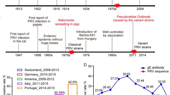 Figura 1 La prevalenza della pseudorabbia in tutto il mondo: (A) storia epidemica di PRV in tutto il mondo. La forma rossa dell'esplosione rappresenta focolai di pseudorabbia. (B) La sorveglianza segnalata dell'infezione da PRV nei cinghiali, come illustrato dal tasso di positività dell'anticorpo PRV gE. (C) Storia dell'epidemia di PRV in Cina. La forma rossa dell'esplosione rappresenta focolai di pseudorabbia. (D) Il tasso di positività dell'anticorpo PRV gE e delle sequenze nucleotidiche PRV gE rilevate in campioni nazionali in Cina dal 2012 al 2019.