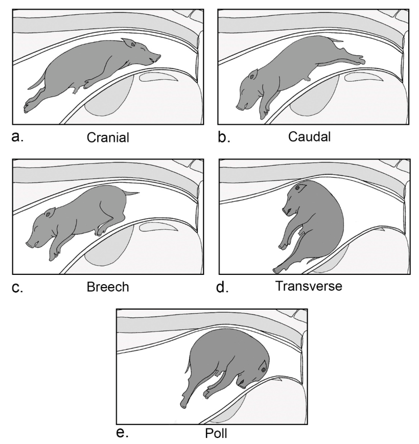 Figura 2.Posizionamento anatomico del suinetto&nbsp;all'interno del canale del parto al momento del parto: (a) presentazione cranica che coinvolge la testa che esce per prima e gli arti anteriori raccolti contro il corpo; (b) presentazione caudale che coinvolge prima le zampe posteriori, estese posteriormente lontano dal corpo; (c) posizione podalica che coinvolge i quarti posteriori prima e gli arti posteriori flessi in avanti verso il corpo; (d) posizionamento trasversale che comporta un posizionamento laterale del corpo con gli arti anteriori e posteriori per ultimi; (e) presentazione con un collo piegato con la testa premuta contro il corpo e il muso rivolto verso la cervice.
