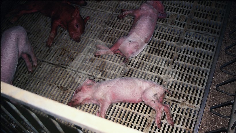 Foto 1. Avvelenamento da sale in svezzamento.
