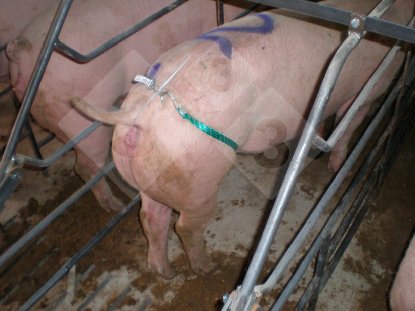 Applichiamo il catetere ben lubrificato e fissato