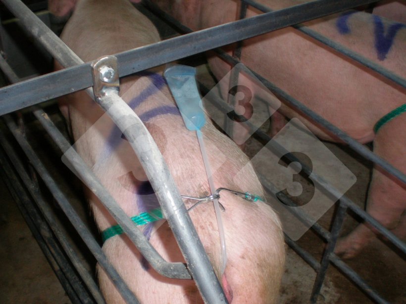 Applichiamo la dose. Meglio la busta che il tubetto. Con un flacone funziona male.