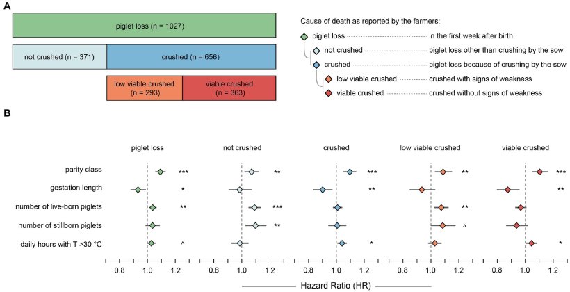 Figura 1. (A) Differenziazione degli eventi per il numero di suinetti morti nella prima settimana dopo la nascita. La barra in alto rappresenta tutte le perdite di suinetti, le barre al centro la differenziazione delle perdite di suinetti in suinetti non schiacciati rispetto a quelli schiacciati, e le barre in basso la differenziazione dei suinetti schiacciati in suinetti schiacciati a bassa vitalità rispetto a suinetti schiacciati vitali. (B) Risultati delle analisi di regressione di Cox a effetti misti per i cinque eventi definiti. Rapporti di rischio stimati con intervallo di confidenza del 95% sono mostrati per le cinque covariate (potenziali fattori di rischio). Codice di significato: ***p