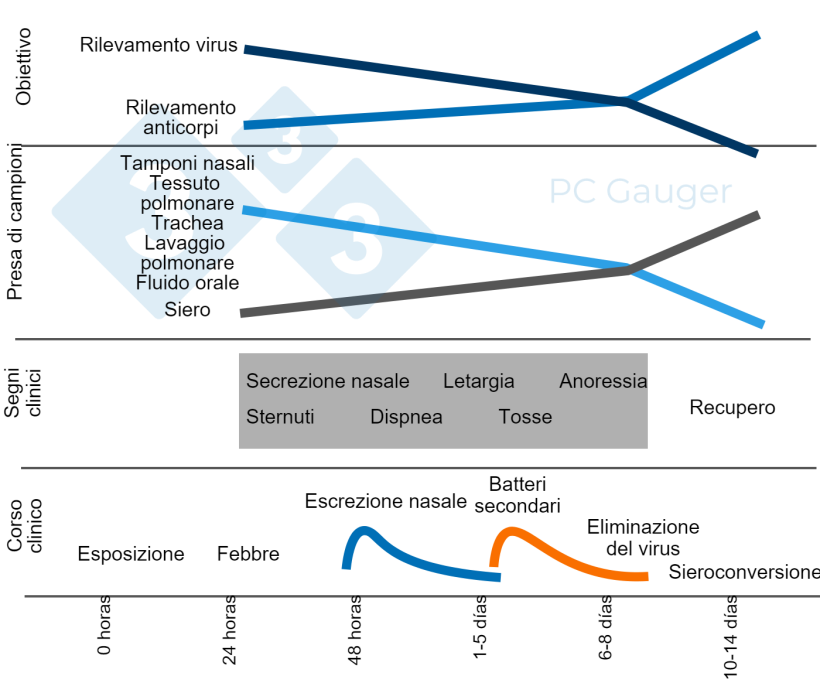 Figura 1.Campionamento finalizzato alla rilevazione diretta o indiretta e alla diagnosi del virus dell'influenza A nei suini. Il campionamento per il rilevamento diretto dovrebbe essere effettuato durante l'escrezione del virus, all'inizio del decorso della malattia. Il rilevamento indiretto degli anticorpi dell'influenza deve essere eseguito dopo l'eliminazione del virus ed &egrave; diretto alla risposta immunitaria contro l'infezione.
