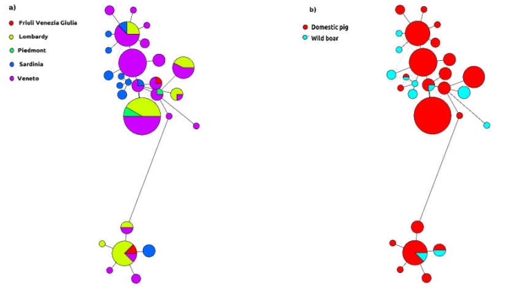 Figura 3: Rete aplotipica del circovirus suino italiano 2 (PCV-2). La circonferenza &egrave; proporzionale al numero progressivo, mentre la distribuzione geografica (a) e l'ospite di raccolta (b) sono rappresentati con colori diversi. Per ragioni grafiche, sono stati inclusi solo gli aplotipi comprendenti pi&ugrave; di 2 ceppi.
