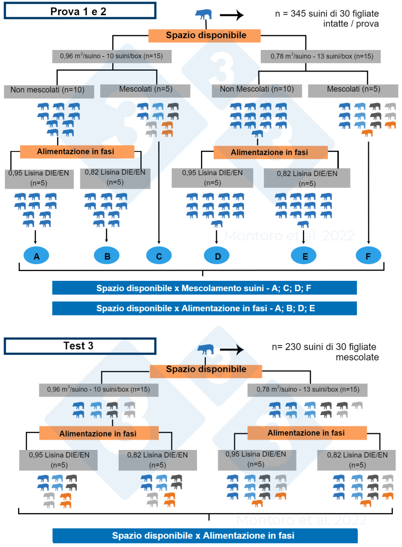 Figura 2. Illustrazione schematica del disegno sperimentale nelle prove 1, 2 e 3. Nelle prove 1 e 2, il disegno sperimentale era una disposizione fattoriale di due 2 &times; 2 con spazio disponibile x mescolamento dei suini&nbsp;e spazio disponibile x alimentazione in fasi&nbsp;come trattamenti, rispettivamente. Nella prova 3, il disegno sperimentale era una disposizione fattoriale 2 &times; 2 con lo spazio disponibile x l'alimentazione a fasi come trattamento e il mescolamento dei suini&nbsp;&egrave; stata applicata a tutti i box. Fonte: Montoro et al. 2022.
