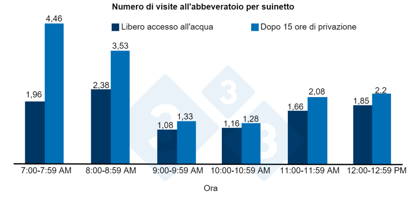 Figura 1. Numero di visite all'abbeveratoio per suinetto dopo 15 ore di privazione o libero accesso all'acqua.
