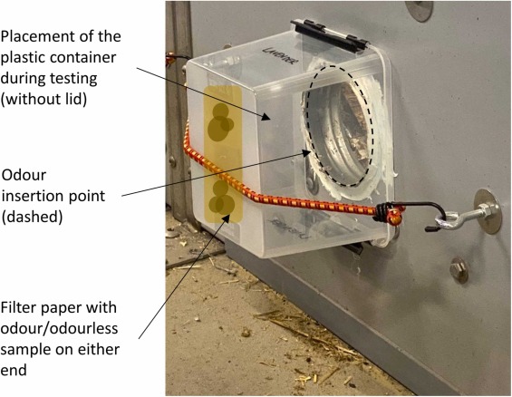 Fig. 3. Illustrazione del posizionamento del contenitore di plastica durante il test. Il contenitore di plastica, contenente un controllo dell'odore o dell'inodore, &egrave; stato posto senza coperchio sul punto di inserimento dell'odore (cerchio nero tratteggiato), coprendo l'intero foro. La carta da filtro contenente l'odore o il campione inodore &egrave; stata attaccata al fondo del contenitore di plastica (segni marroni all'interno del contenitore di plastica). Questa disposizione assicurava che il campione fosse posizionato davanti al muso del suino&nbsp;mentre il suino&nbsp;annusava all'interno del punto di inserimento degli odori, in quanto il suino&nbsp;non poteva toccare fisicamente il campione per evitare di mescolare gusto e olfatto.
