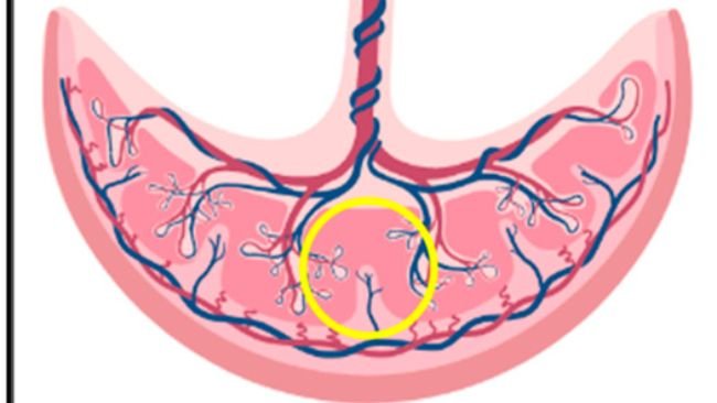 Figura 2. Posizione del campionamento della placenta. Il circolo giallo rappresenta la regione usata per il prelievo della placenta delle scrofe dell allevamento 2.