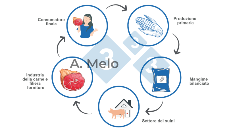 Grafico 1: Grafico della filiera alimentare dalla produzione primaria alla tavola del consumatore finale.
