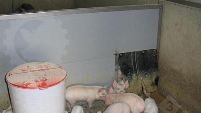 Al di l&agrave; del nido, sempre nell&rsquo;area interna del box, una mangiatoia circolare con a disposizione il mangime secco e le vaschette per l&rsquo;acqua di bevanda.
