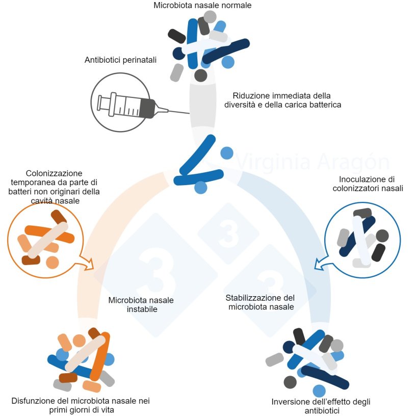 Figura 1. Gli antibiotici perinatali producono una riduzione della carica batterica del microbiota nasale che ne altera la diversit&agrave; e la composizione. Questa alterazione dura pi&ugrave; a lungo quando vengono trattate le madri. L'inoculazione di colonizzatori nasali pu&ograve; invertire questo effetto.
