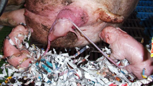 Scrofa in parto