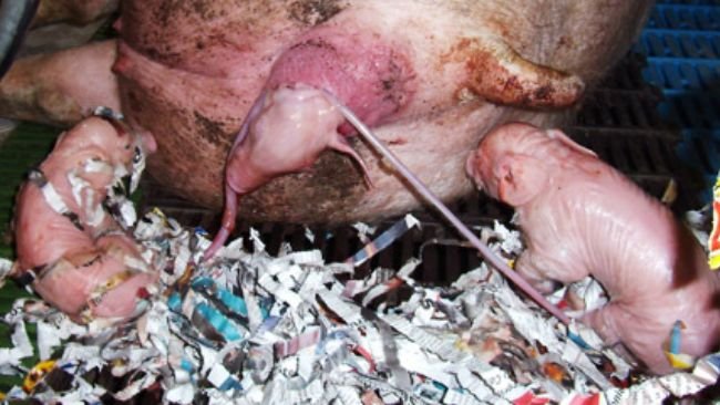 Scrofa in parto