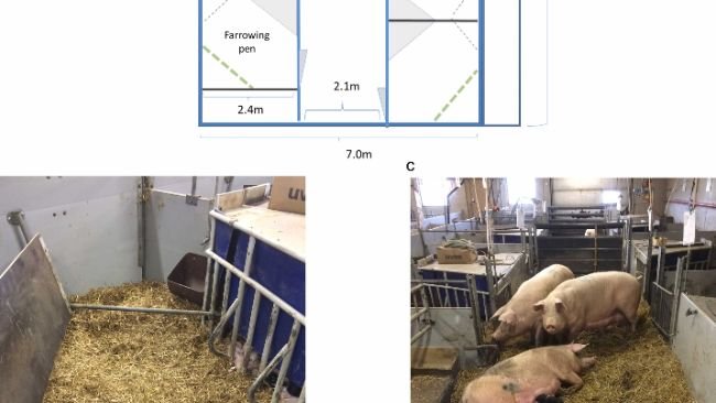 Figura 1. a. Illustrazione schematica di un'unità parto comune con box parto liberi, area comune e postazioni di alimentazione ad accesso libero per 5 scrofe. B. Recinto parto individuale ad ingresso libero in un'unità parto comune, con abbondante lettiera di paglia. Recinto dotato di parete inclinata (lato sinistro), barra parto (angolo opposto all'ingresso del recinto) e nido per suinetti (lato destro). Prima del parto solo i recinti venivano riforniti di paglia. L'ingresso del recinto aveva una soglia bassa parzialmente visibile nell'angolo in basso a destra dell'immagine. C. Unità parto comune per cinque scrofe, con quattro scrofe nell'area comune, a cui è stata fornita paglia due settimane dopo il parto quando i suinetti venivano liberati dai box parto. Le gabbie parto individuali si trovano su entrambi i lati dell'area comune.
