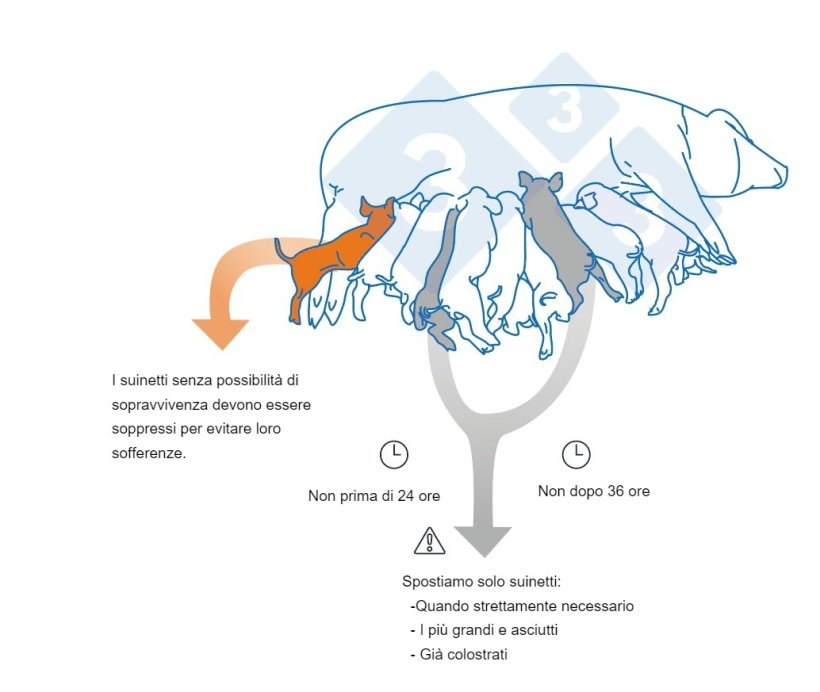 Principali punti da tenere in considerazione quando si effettuano adozioni (pareggiamenti).