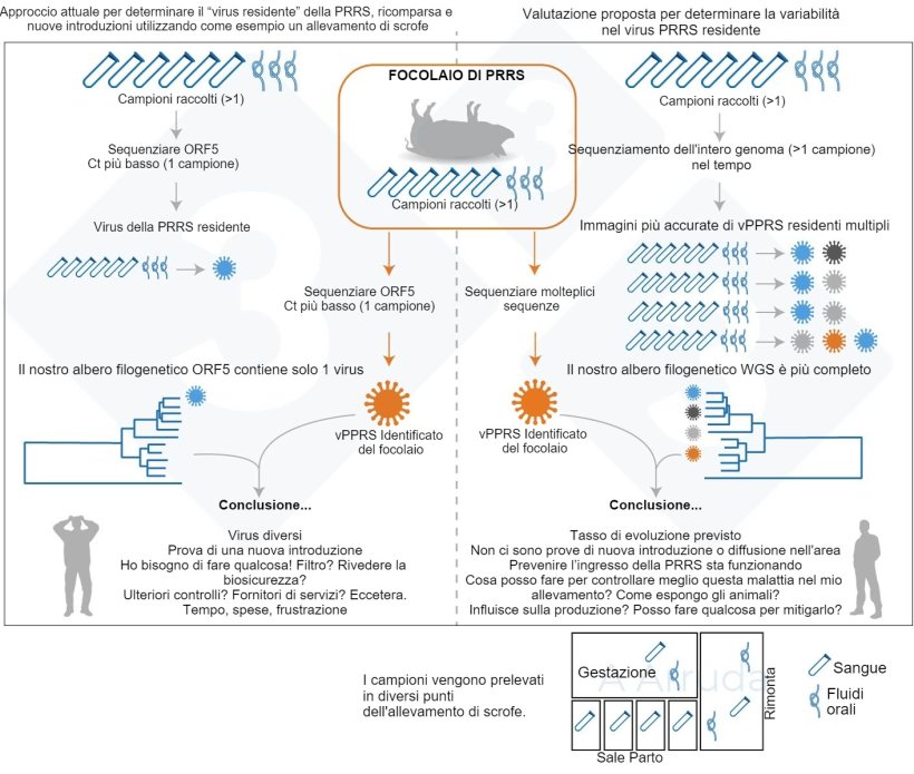 Figura 1. Illustrazione di un esempio dell'attuale approccio abituale per determinare la variante del vPRRS all'interno di un allevamento (pannello di sinistra) e la nostra proposta di valutazione per determinare la variabilità del vPRRS residente (pannello di destra).