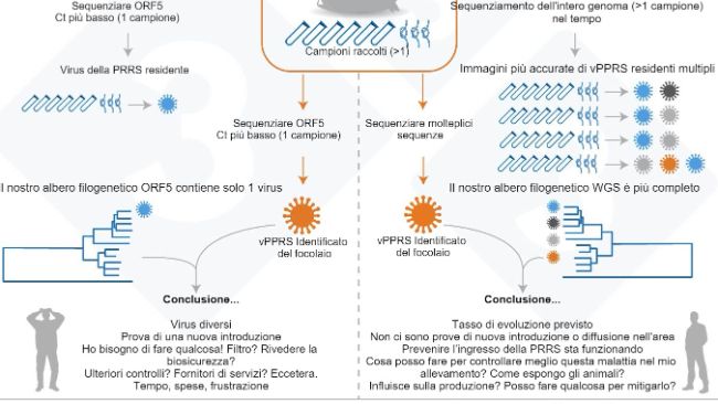 Figura 1. Illustrazione di un esempio dell'attuale approccio abituale&nbsp;per determinare la variante del vPRRS all'interno di un allevamento (pannello di sinistra) e la nostra proposta di valutazione per determinare la variabilit&agrave; del&nbsp;vPRRS residente (pannello di destra).
