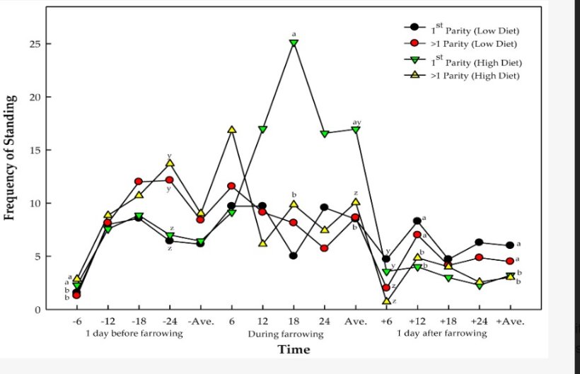 Figura 2. Frequenza di posizione quadrupedale delle scrofe a diversi livelli di dieta e parit&agrave;, e loro interazioni. lettere ab, yz con apici diversi all'interno di un tempo indicano una differenza significativa; ab rappresentano gli effetti della dieta; yz rappresentano gli effetti del numero di parit&agrave; delle scrofe.