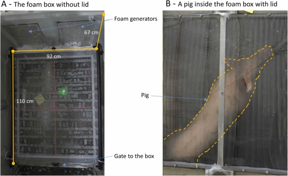 Fig. 1. L'ambiente chiuso con schiuma. A: Vista dell'ambiente chiuso dall'alto con il tetto rimosso. Sono mostrati il pavimento trasparente e il nastro antiscivolo trasparente. Il nastro rosso che divide il pavimento 
in quattro sezioni &egrave; evidenziato in questa foto. Sono mostrati i generatori di schiuma e lungo il pavimento &egrave; illustrato il sistema di impulso del getto di gas (tubi neri). B: Vista dall'alto della scatola in schiuma con un suino all'interno e la copertura chiusa. Il suino &egrave; evidenziato dalla linea tratteggiata arancione. I generatori di schiuma sono nella parte superiore dell'immagine (dalla testa del suino) e il cancello &egrave; sul retro (dietro la parte posteriore del maiale), come in A.