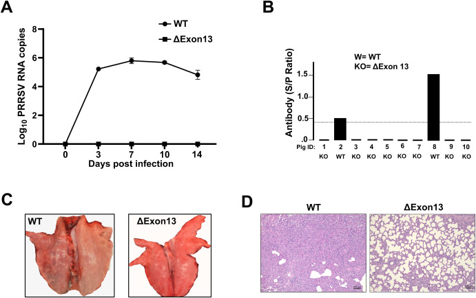 Fig. 2. I suini modificati &Delta;Exon13 sono resistenti all'infezione da PRRSV-2. (A) Viremia durante la sfida con l'isolato PRRSV-2 NVSL. I campioni di siero sono stati raccolti ai giorni 0, 3, 7, 10 e 14 dpi (giorni post-infezione) e l'RNA virale &egrave; stato isolato e quantificato mediante RT-PCR (PCR in tempo reale). I risultati vengono visualizzati come log10 copie per reazione. PESO (N = 2); &Delta;Esone13 (N = 8). I dati sono espressi come medie &plusmn; DS. (B) Risposta anticorpale al PRRSV-2 durante la sfida. I campioni di siero sono stati analizzati per la presenza di anticorpi PRRSV utilizzando il test Idexx PRRSV X3 ELISA a 14 dpi. Un valore 