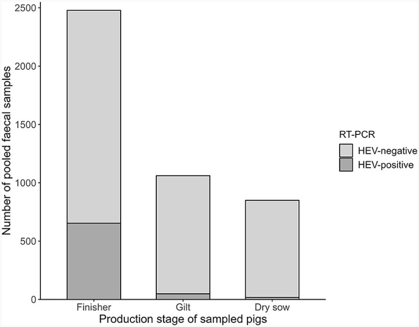 Figura 4. Distribuzione dei campioni HEV positivi testati mediante RT-PCR in tempo reale in base ai suini campionati (Europa, 2020).
