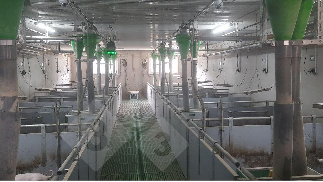 Dispositivo per la localizzazione dei suini senza taglio coda.
