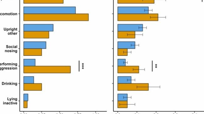 La Fig. 6 (riquadro a sinistra) mostra la percentuale di suini che eseguono un comportamento a seconda che almeno un compagno di box abbia visitato l'EFS durante il breve intervallo. L'aggressività è stata mostrata da un minor numero di suini (χ² = 28,91, P < 0,001) e durante una proporzione minore di tempo (χ² = 7,57, P = 0,006) se nessun compagno di box visitava l'EFS durante l'intervallo, mentre l'esplorazione del box veniva mostrata per un periodo più ampio, proporzione del tempo (χ² = 4,68, P = 0,030). Non c'erano altre differenze nella percentuale di suini in visita o nella proporzione di tempo dedicato ad altri comportamenti tra gli intervalli con o senza visite dei compagni di box.