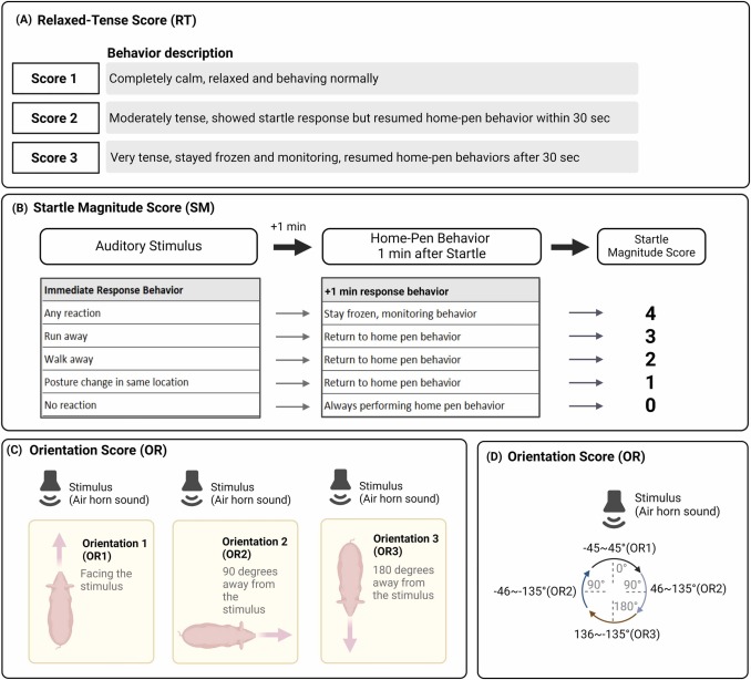 Fig. 2. (A) Il punteggio RT &egrave; stato utilizzato per valutare il grado di rilassamento comportamentale sottostante dei suini prima del test. Uno stato pi&ugrave; teso era indicato da un numero maggiore. (B) Per determinare la SM di un suino, sono stati utilizzati due fattori: 1) esaminare la risposta immediata allo stimolo di spavento sonoro; e 2) osservare se il maiale &egrave; tornato al comportamento normale nel box entro 1 minuto oppure no. Quando un maiale non esprimeva alcuna reazione immediatamente dopo lo stimolo, gli veniva assegnato un punteggio SM pari a 0. I suini a cui erano stati assegnati punteggi SM da 1 a 3 mostravano risposte allo stimolo come descritto sopra e, in particolare, tornavano al comportamento normale entro 1 minuto. Indipendentemente da qualsiasi risposta iniziale, al suino veniva assegnato un punteggio di 4