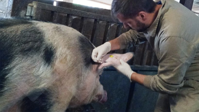 Foto 2. Prelievo dalla vena auricolare di un verro.
