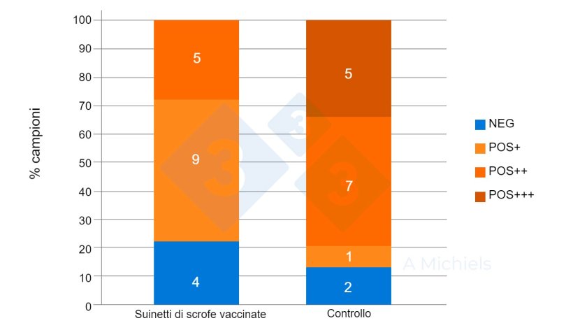 Figura 2. Campioni di fluido orale di suinetti di 5 e 8 settimane di età. I suinetti provenienti da scrofe vaccinate (a sinistra) mostrano una forte riduzione nella prevalenza di B. bronchiseptica rispetto ai risultati del gruppo di controllo non vaccinato (a destra).