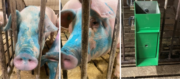 Figura 1 Esempio di suini di 4 mesi autovaccinati utilizzando un dispositivo EE e un'immagine del dispositivo spruzzatore. Notare che il colorante blu viene aggiunto al vaccino per identificare che il suino&nbsp;&egrave; stato esposto al vaccino. Si noti inoltre che il dispositivo EE ha somministrato il vaccino alle mucose nasali, orali e oculari di ciascun suino. Quando un suino preme sulla met&agrave; inferiore del pannello frontale, viene premuto un grilletto e vengono erogati 4 ml di soluzione. Il dispositivo EE in questa forma non richiede alimentazione o impianto idraulico esterno. Un video del funzionamento dello spruzzatore &egrave; fornito nei materiali supplementari.
