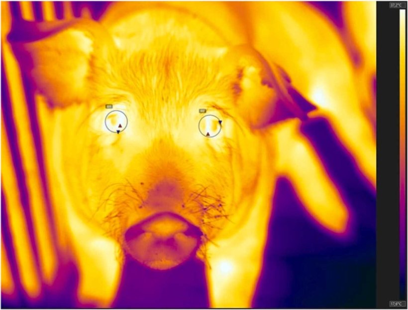Fig. 3. Termogramma della vista frontale del muso del maiale che mostra la regione oculare. Da ciascun suino selezionato &egrave; stata scattata una sequenza di termogrammi di 5 secondi a 30 fotogrammi/s, ottenendo 150 fotogrammi, a circa -10 minuti, -5 minuti e +10 minuti rispetto al momento in cui lo sperimentatore &egrave; uscito dal recinto nel contesto positivo (vale a dire, paglia fresca disponibile) e il contesto negativo (vale a dire, nessuna paglia consegnata). Le regioni di ciascun occhio sono state delineate da ellissoidi dal software di analisi, posizionati in modo che la caruncola lacrimale fosse all'interno di ciascun ellissoide. Il pixel con la temperatura pi&ugrave; alta, indicato dai triangoli rossi, &egrave; stato utilizzato come misura IRT e il punto dati &egrave; stato calcolato come la media degli occhi.