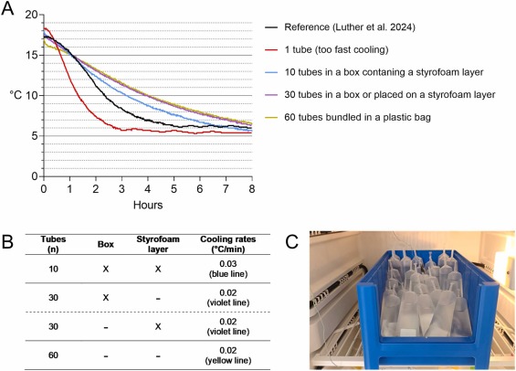 Fig. 1. Raffreddamento consigliato da 17 ± 1 °C a 5 ± 1 °C dopo la conservazione del seme appena diluito per 16–24 h a 17 °C. A: Curve di raffreddamento consigliate per dosi seminali da 10–60 senza o con isolamento diverso in un frigorifero a 5 °C. La curva di riferimento con una velocità di raffreddamento di 0,04/min (linea nera) è stata ottenuta utilizzando un frigorifero programmabile (Luther et al. 2024). Il raffreddamento diretto di una singola dose senza isolamento in un frigorifero a 5 °C (velocità di raffreddamento: 0,07 °C/min; linea rossa) riduce la qualità dello sperma. B: Esempio per posizionare un numero di sosi seminali in un frigorifero a 5 °C ottenendo curve di raffreddamento appropriate. C: Immagine di 30 dosi in una scatola di plastica posta in un frigorifero a 5°C. Notare i sottili cavi verdi del sensore per la misurazione continua della temperatura all'interno delle dosi campione e all'esterno della scatola durante l'esperimento.
