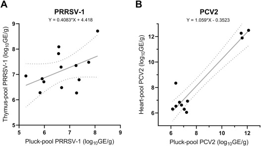 Fig. 1. Grafico a dispersione di (A) campioni positivi al virus della sindrome riproduttiva e respiratoria suina 1 (PRRSV-1) e (B) al circovirus suino di tipo 2 (PCV2). Le cariche virali nei singoli pool di organi (timo per PRRSV-1, cuore per PCV2) sono presentate sul rispettivo asse Y, mentre le cariche virali dei pool di raccolta rivalutati sono rappresentate sull'asse X. La linea grigia continua &egrave; stata calcolata utilizzando la regressione lineare semplice, con l'equazione corrispondente fornita nella figura. Le linee tratteggiate illustrano le barre di errore. La semplice equazione di regressione lineare e le barre di errore sono state calcolate con GraphPad Prism 9.0.0 per Windows (software GraphPad).