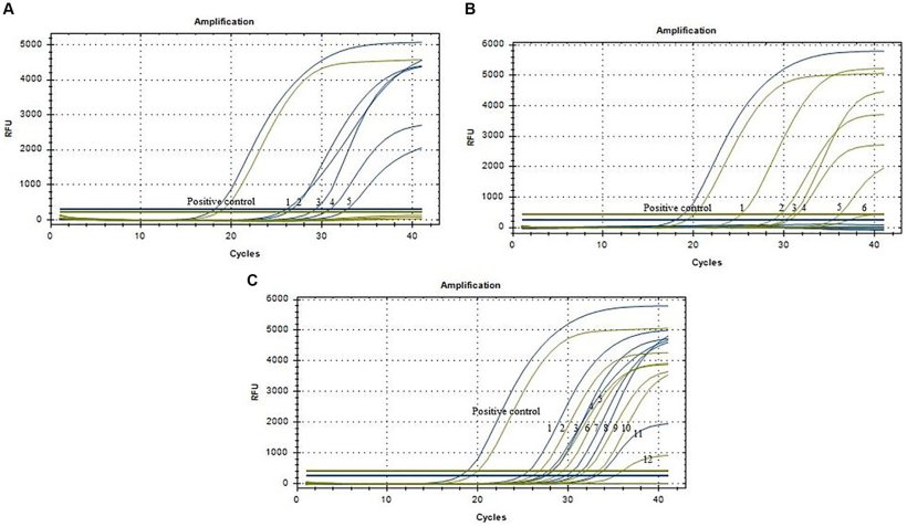 Figura 4. Curve di amplificazione dei campioni clinici (N = &thinsp;96). (A) Cinque campioni positivi di ceppi di genotipo I del virus della PSA (n. 1&ndash;5). (B) Sei campioni positivi di ceppi di genotipo II del virus della PSA (n. 1&ndash;6). (C) Sei campioni positivi di ceppi ricombinanti di genotipo I e II del virus della PSA (n. 1&ndash;12). Le linee blu rappresentano il gene MGF_110-1L e le linee gialle rappresentano il gene O61R.