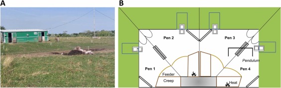 Fig. 1. Lo spazio chiuso e lo spazio esterno erboso circostante. Immagine della baita e dello spazio esterno erboso (A). Organizzazione interna (B). Ogni recinto (4 m&sup2;) era dotato di un'area nido (riscaldata o meno) (0,85 m&sup2;), una mangiatoia, protezione antischiacciamento dei suinetti (cerchi negli angoli), una barriera antischiacciamento (rettangoli sui lati) e porte per uscita all'esterno. la zona; due box erano dotati di pendolo. L'area esterna collegata a ciascun box misurava 300 m&sup2; ma un'area pi&ugrave; piccola (0,8 m x 2 m) &egrave; stata delimitata fino all'et&agrave; di 11 giorni. Figura non in scala.