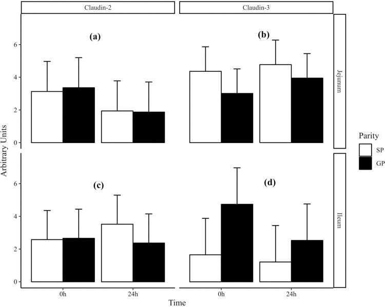 figura 3. L'effetto della parità (progenie della scrofa; SP rispetto alla progenie delle scrofe; GP) e del tempo (nascita; 0 ore rispetto a 24 ore dopo la nascita; 24 ore) sul digiuno (a) claudin-2 e (b) claudin- 3 ed espressione ileo (c) claudin-2 e (d) claudin-3. I dati nelle figure sono presentati come medie naturali trasformate in logaritmo e errore standard della media trasformata per l'interazione Parità (P) × Tempo (T). I valori P per gli effetti principali e interattivi di P e T erano (a) 0,81, 0,15 e 0,87 (b) 0,058, 0,79 e 0,75 (c) 0,60, 0,79 e 0,51 e (d) 0,18, 0,36 e 0,51.