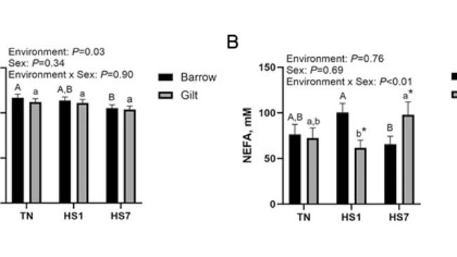 Figura 1. Lo stress da calore (HS) altera i nutrienti circolanti. Sono stati determinati gli effetti dell'HS e del sesso biologico sul glucosio circolante (A) e sugli acidi grassi non esterificati (NEFA) circolanti. I dati sono mostrati come medie minime quadrate ± SEM. Le lettere maiuscole indicano differenze tra i tumuli; le lettere minuscole indicano differenze tra le scrofette (P