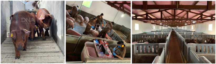 Immagini fornite dalla societ&agrave; DNA Sur Am&eacute;rica.
