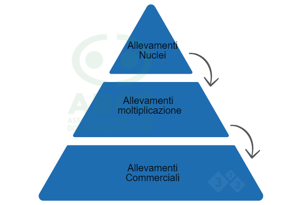 Figura 2: Struttura piramidale di un programma di miglioramento genetico suino. I Core Farms (Allevamento Nucleo) sono il vertice della piramide e dove si trovano allevamenti puri o sintetici (con suini ad alto valore genetico). Le Multiplier Farm moltiplicano il materiale genetico prodotto nelle Core Farm. Gli allevamenti commerciali ricevono materiale genetico da Multiplier Farms e sono suini destinati al commercio. Fonte: ABCS, 2013.
