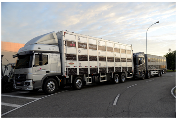 Immagine fornita dalla societ&agrave; Topigs Norsvin.
