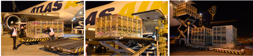 Immagini fornite dalla societ&agrave; Topigs Norsvin.&nbsp;
