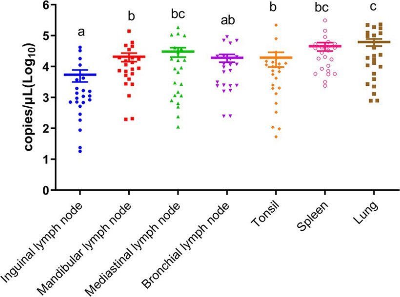Figura 1. Cariche virali di PSA nei linfonodi inguinali, linfonodi mandibolari, linfonodi mediastinici, linfonodi bronchiali, tonsille, milza e polmoni. Lettere diverse indicano differenze statistiche significative (p&thinsp;&thinsp;0,05)