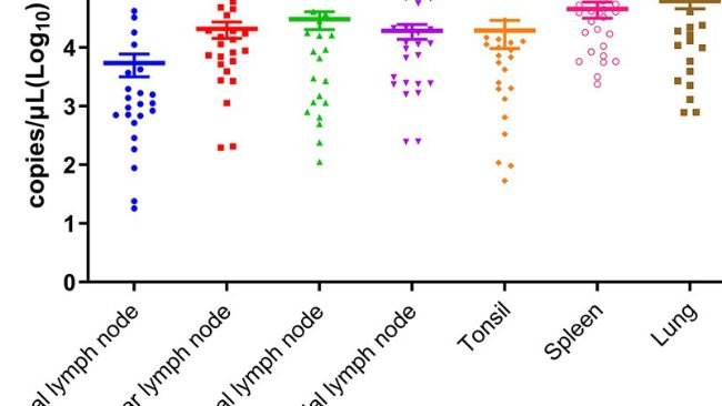 Figura 1. Cariche virali di PSA nei linfonodi inguinali, linfonodi mandibolari, linfonodi mediastinici, linfonodi bronchiali, tonsille, milza e polmoni. Lettere diverse indicano differenze statistiche significative (p 0,05)