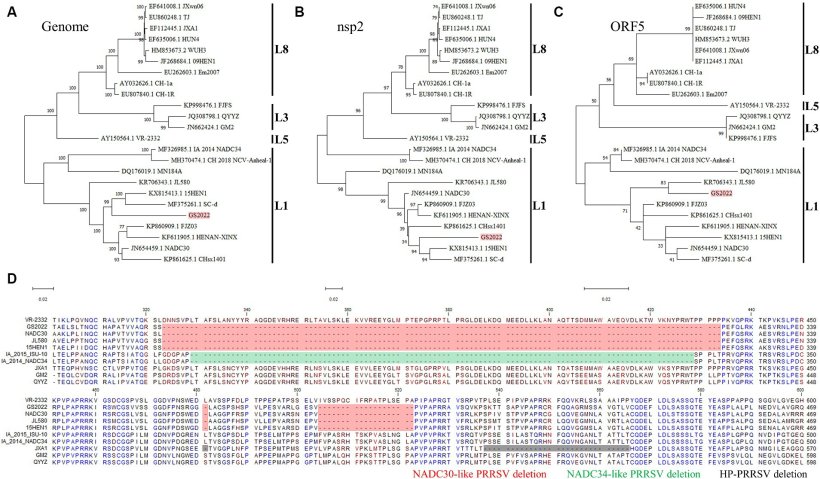 Figura 1. Isolamento del virus GS2022 da un campione polmonare di un suinetto mortale. (A) Il ceppo GS2022 &egrave; stato isolato utilizzando PAM. Il CPE causato dall'inoculazione della sospensione polmonare &egrave; stato osservato a ~48 hpi. L'espressione della proteina PRRSV N &egrave; stata ulteriormente rilevata mediante IFA. Le barre della scala per le immagini in campo chiaro e fluorescenti sono 200&thinsp;&mu;m e 100&thinsp;&mu;m. (B) Il virus GS2022 non pu&ograve; stabilire l'infezione nelle cellule Marc-145. MARC-145 &egrave; stato inoculato rispettivamente con il ceppo isolato GS2022 e HP-PRRSV TA-12. A 48 hpi, &egrave; stato condotto il rilevamento IFA della proteina N per monitorare la replicazione virale. La barra della scala &egrave; 50&thinsp;&mu;m.