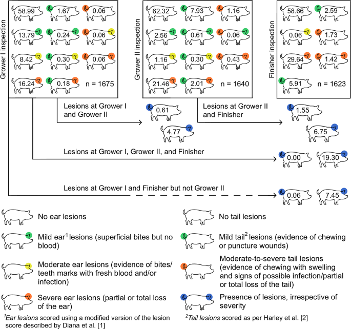 Percentuale di suini con lesioni alle orecchie e alla coda al momento del trasferimento al primo stadio di accrescimento (ispezione accrescimento I), secondo stadio di accrescimento (ispezione accrescimento II) e ingrasso (ispezione ingrasso) in uno studio longitudinale su suini in accrescimento-ingrasso in un allevamento commerciale irlandese di suini. I suini all'interno di riquadri quadrati rappresentano la percentuale di suini con lesioni diverse in base alla gravità indicata dai colori. Le frecce indicano la percentuale di suini con lesioni (indipendentemente dalla gravità) che sono state osservate con lesioni in più ispezioni