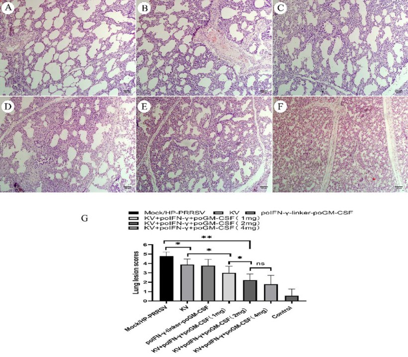 Figura 6:A&ndash;F&mdash;I criteri di punteggio delle lesioni polmonari erano basati sui risultati istopatologici polmonari con colorazione H&E, con campioni rappresentativi corrispondenti a punteggi da 0 a 5, come mostrato (100X). G&mdash;I punteggi delle lesioni polmonari differivano tra i gruppi; le barre orizzontali sopra il grafico a barre indicano risultati che differivano significativamente tra i gruppi. HP-PRRSV = Virus della sindrome riproduttiva e respiratoria suina altamente patologica. KV = Vaccino a virus ucciso. NS = Non significativo. poGM-CSF = Fattore stimolante le colonie di granulociti-macrofagi suini. poIFN&gamma; = Interferone-&gamma; suino. *P < 0,05; **P < 0,01.
Fonte: American Journal of Veterinary Research 85, 8; 10.2460/ajvr.24.02.0025